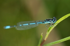 David Plant Photography - Wildlife Photography - Variable damselfly - C